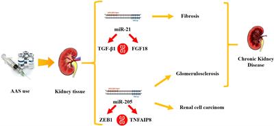 miRNAs as Novel Biomarkers of Chronic Kidney Injury in Anabolic-Androgenic Steroid Users: An Experimental Study